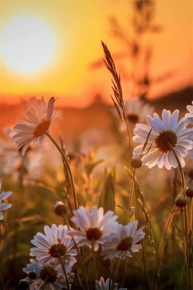 夕阳下白色菊花唯美风景图片(点击浏览下一张趣图)