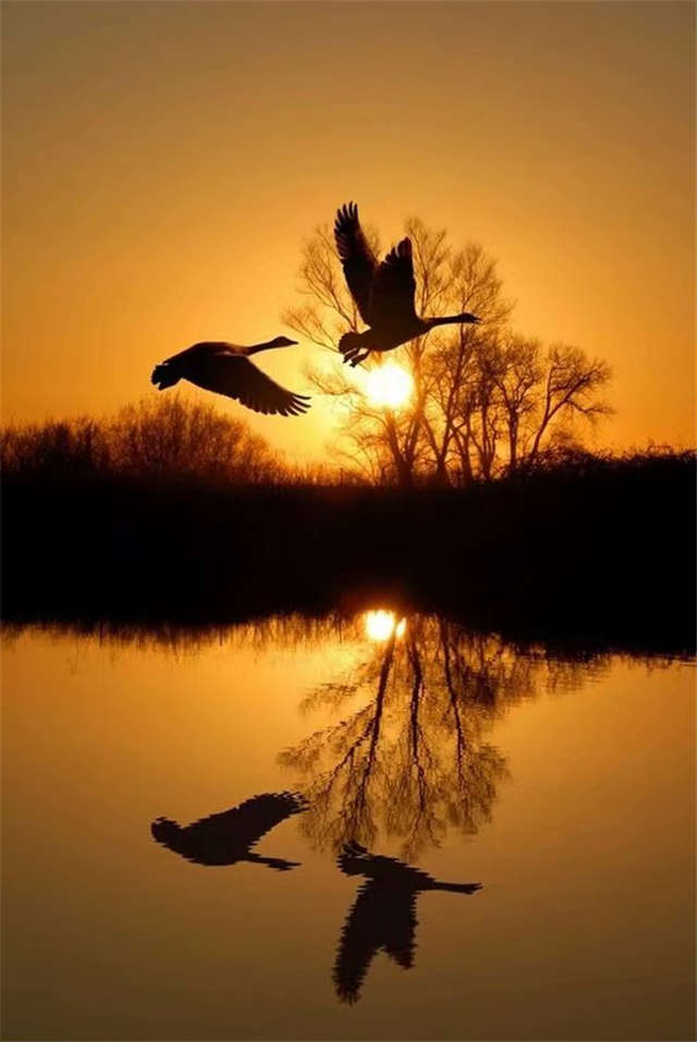 落日黄昏大雁飞在空中唯美休闲图片(点击浏览下一张趣图)