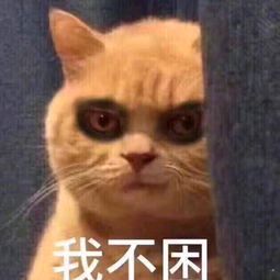 我不困（猫咪黑眼圈）(点击浏览下一张趣图)