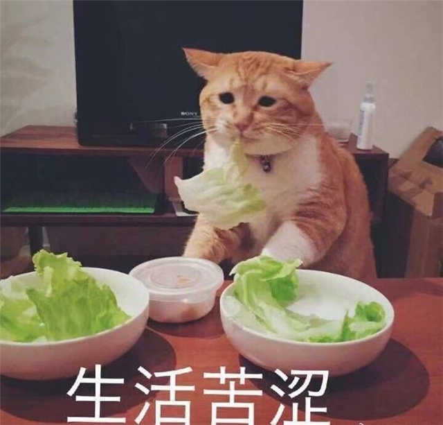 生活苦涩（猫咪吃白菜表情）(点击浏览下一张趣图)