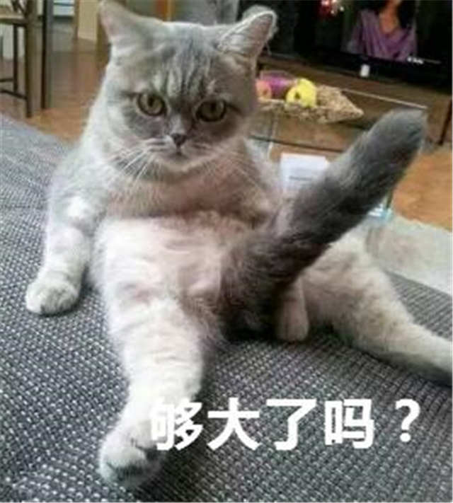 够大了吗猫咪尾巴翘起邪恶表情(点击浏览下一张趣图)