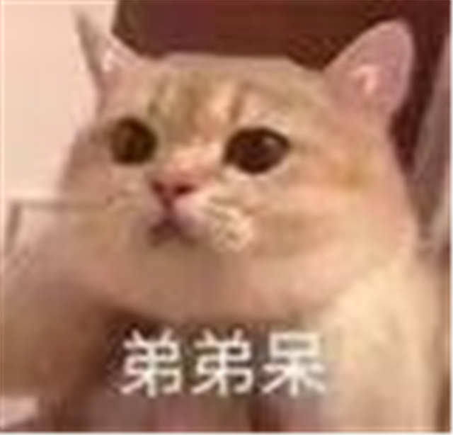 弟弟呆猫咪表情