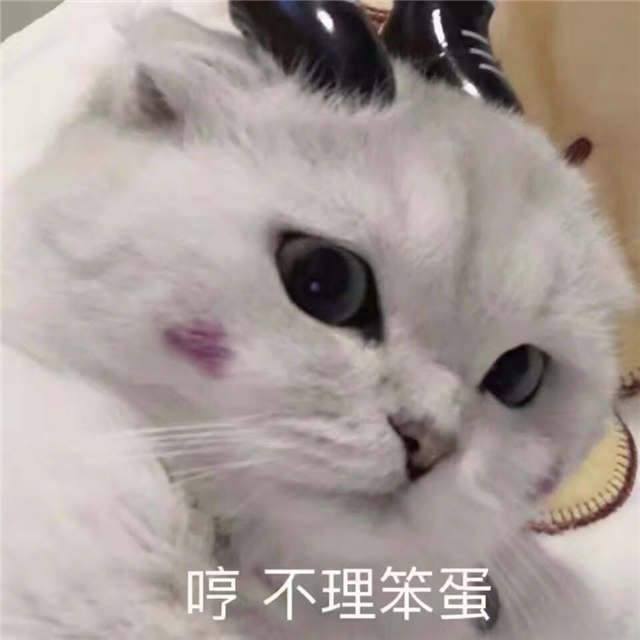 哼 不理笨蛋（猫咪表情）(点击浏览下一张趣图)