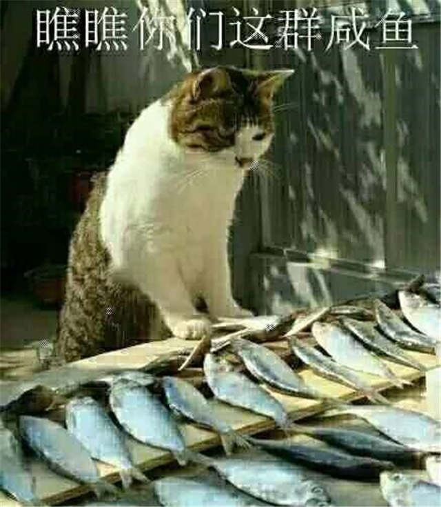 瞧瞧你们这群咸鱼（猫咪看着鱼表情）