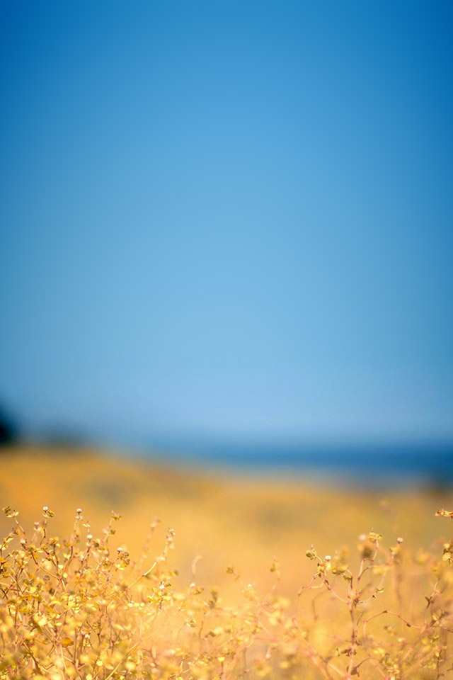 iphone parallax wallpaper ipad ocean beach flower photo hd(点击浏览下一张趣图)