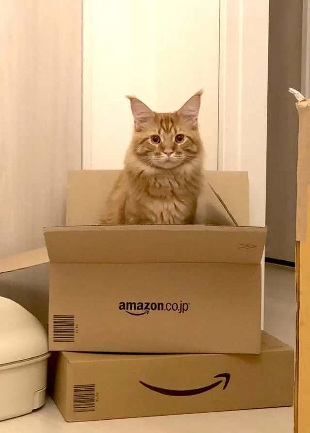 画师40原绘制出来的“猫咪萌娘”再次火热起来