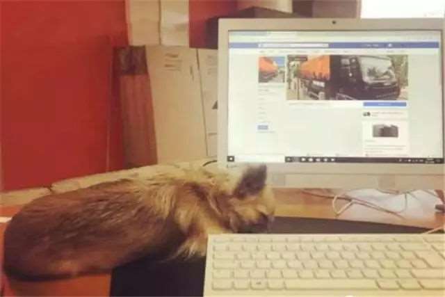 【足控福利】@奶酱大魔王 投稿  嫩!