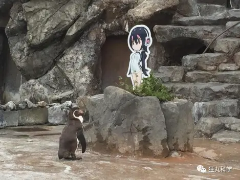 二次元才是真爱 一只企鹅，它活了21岁