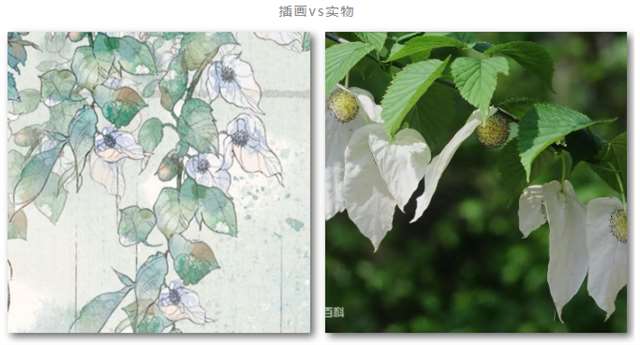 中国风植物拟人高清无水印图