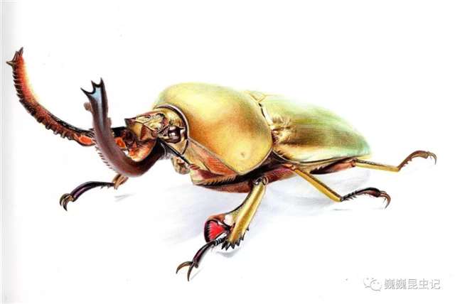 昆虫画师倪梦雅 “你一个姑娘家，为什么要画虫子？”