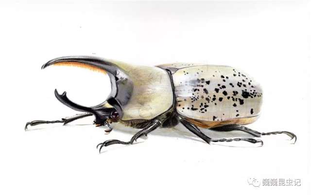 昆虫画师倪梦雅 “你一个姑娘家，为什么要画虫子？”