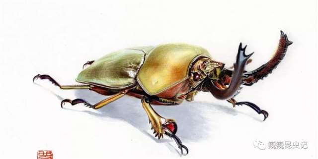 昆虫画师倪梦雅 “你一个姑娘家，为什么要画虫子？”