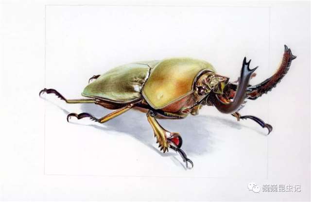 昆虫画师倪梦雅 “你一个姑娘家，为什么要画虫子？”