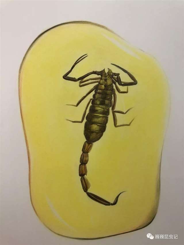 昆虫画师倪梦雅 “你一个姑娘家，为什么要画虫子？”