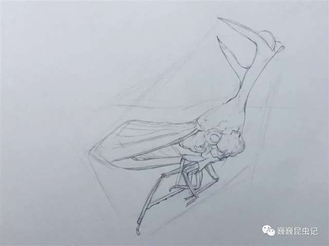 昆虫画师倪梦雅 “你一个姑娘家，为什么要画虫子？”