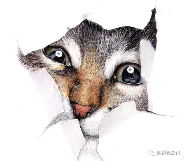 昆虫画师倪梦雅 “你一个姑娘家，为什么要画虫子？”