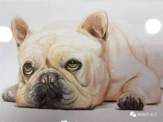 昆虫画师倪梦雅 “你一个姑娘家，为什么要画虫子？”