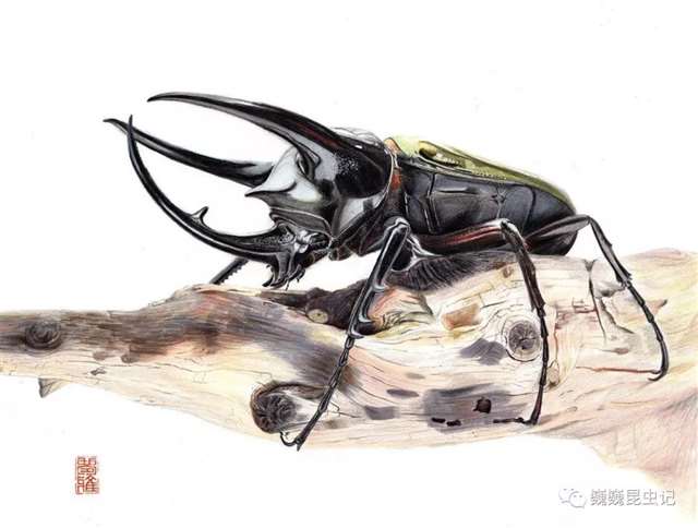 昆虫画师倪梦雅 “你一个姑娘家，为什么要画虫子？”