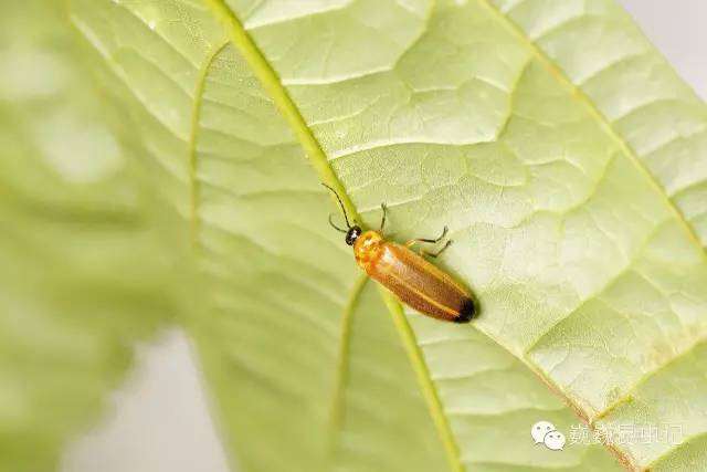 动漫昆虫,那些以昆虫为原型的动漫人物