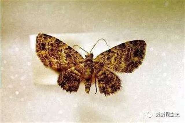 动漫昆虫,那些以昆虫为原型的动漫人物