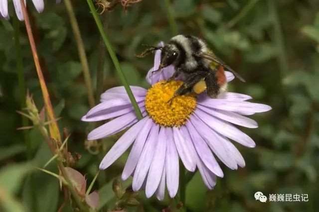 动漫昆虫,那些以昆虫为原型的动漫人物
