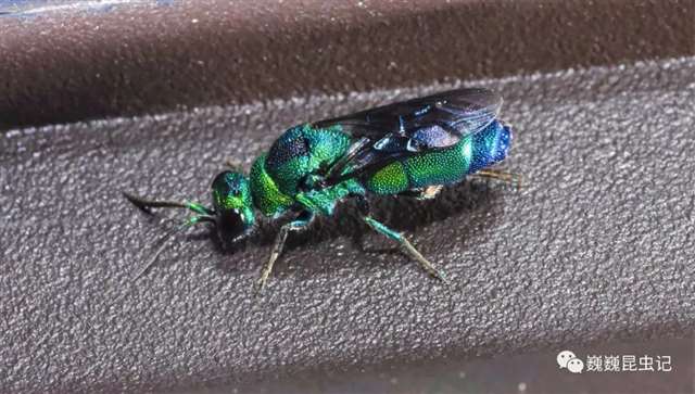 动漫昆虫,那些以昆虫为原型的动漫人物