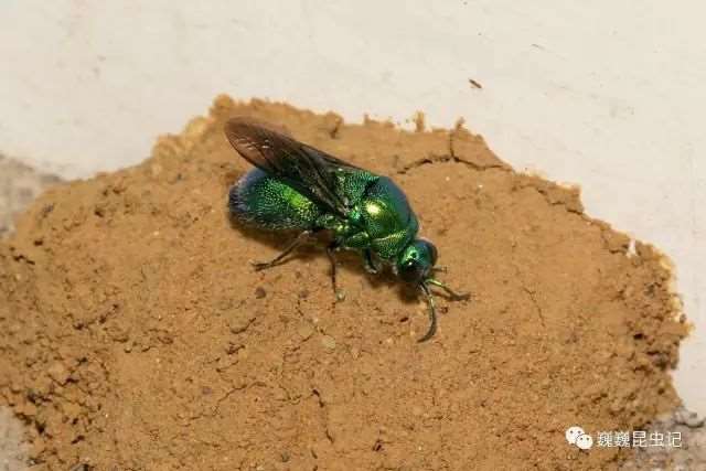动漫昆虫,那些以昆虫为原型的动漫人物