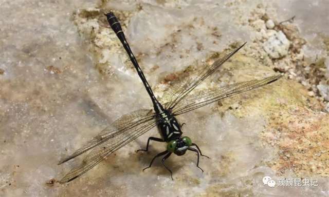 动漫昆虫,那些以昆虫为原型的动漫人物