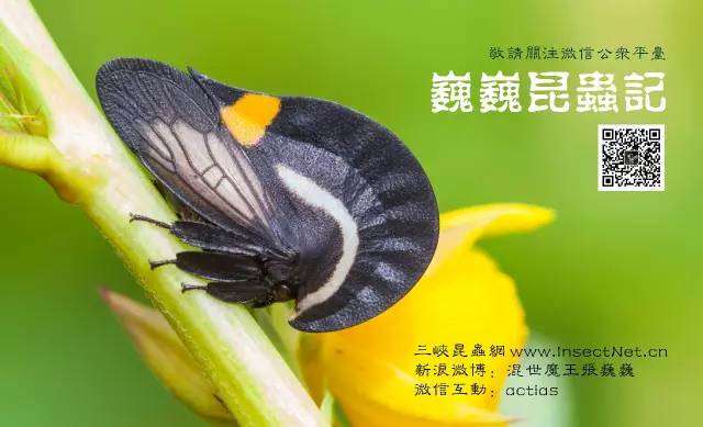 动漫昆虫,那些以昆虫为原型的动漫人物