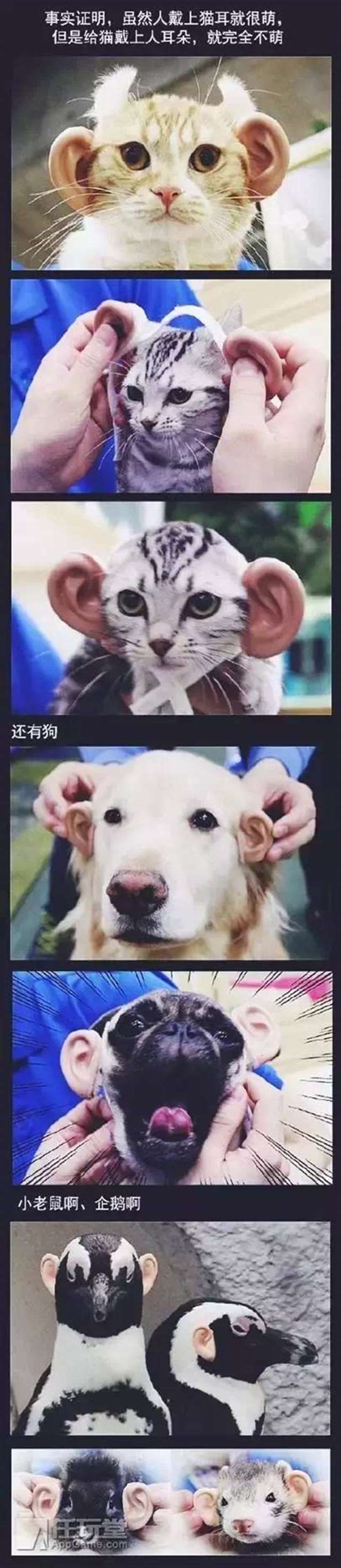 （獣耳/けものみみ）的起源与发展