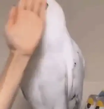 那些知名动漫作画崩坏名场面