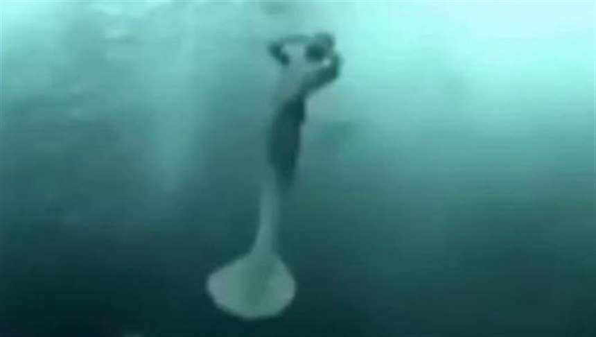 人鱼繁殖期 人鱼打开生腔