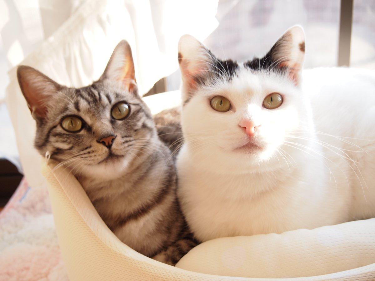 铲屎官你看我帅吗？《猫咪Cosplay动漫角色》太萌啦快来撸猫啊！