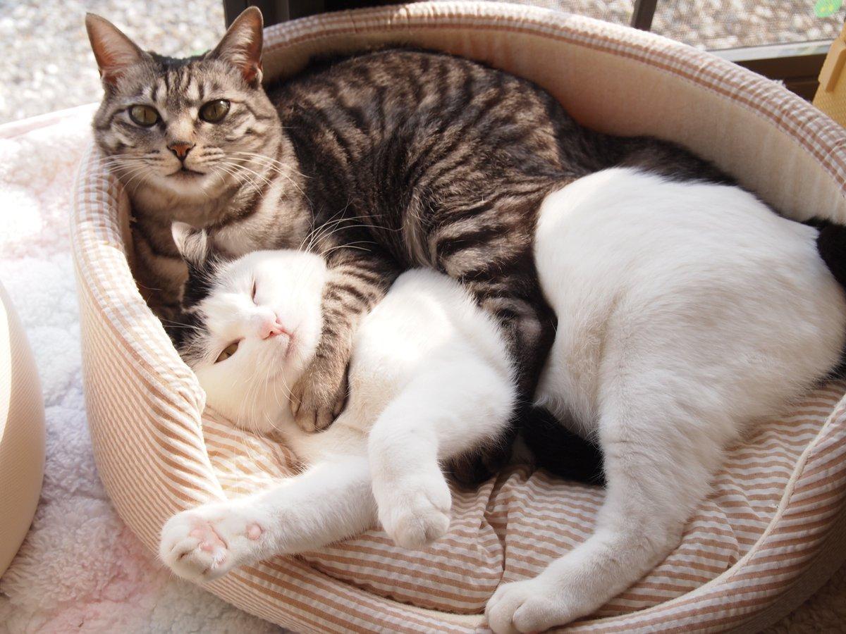 铲屎官你看我帅吗？《猫咪Cosplay动漫角色》太萌啦快来撸猫啊！