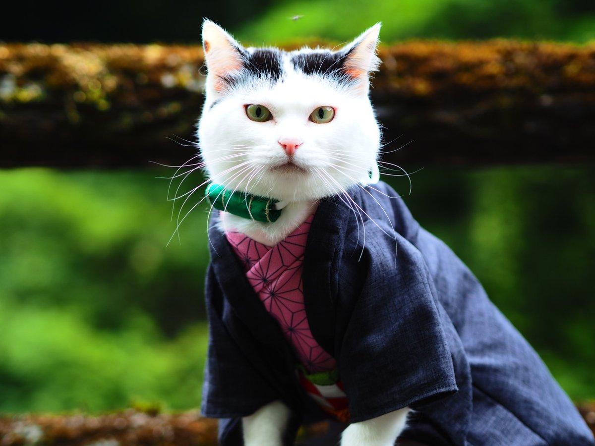 铲屎官你看我帅吗？《猫咪Cosplay动漫角色》太萌啦快来撸猫啊！