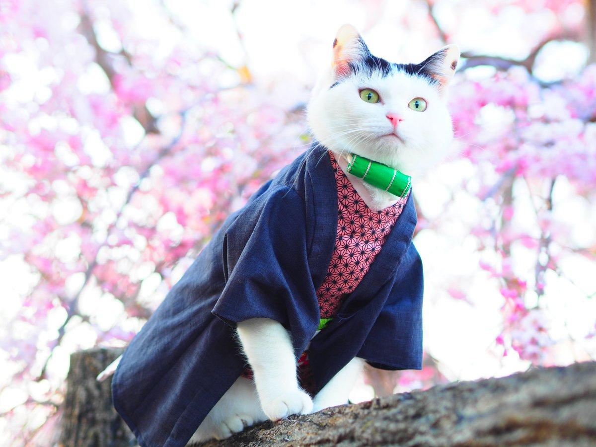 铲屎官你看我帅吗？《猫咪Cosplay动漫角色》太萌啦快来撸猫啊！
