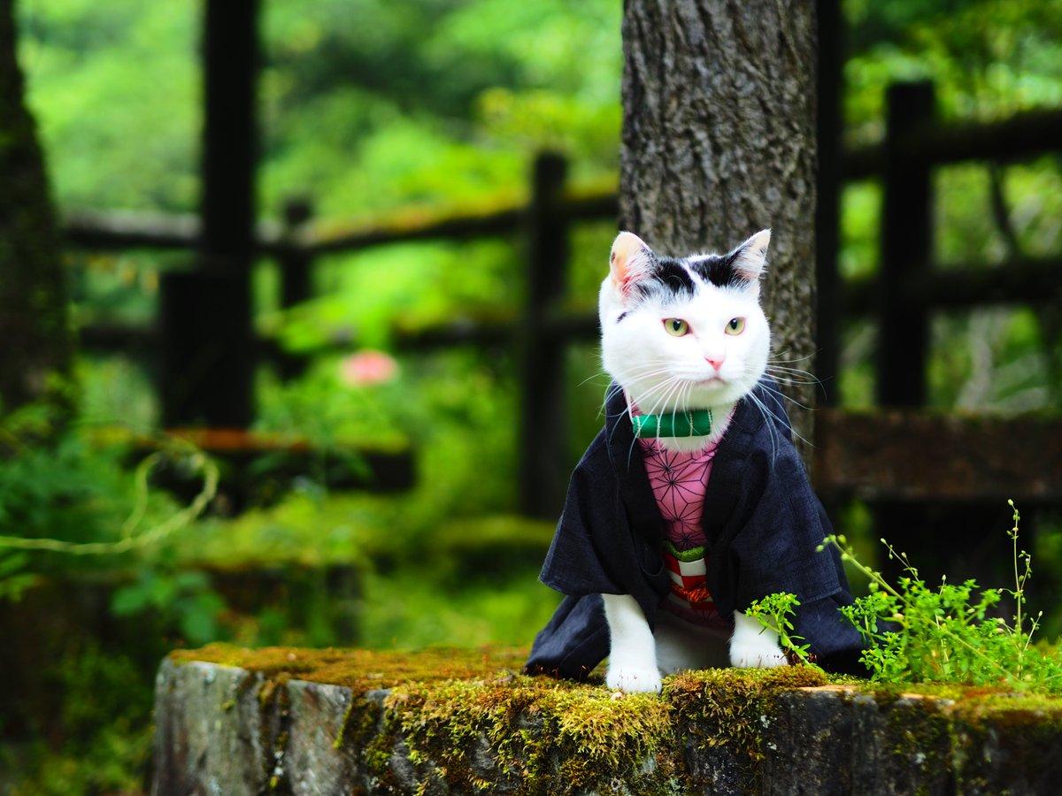 铲屎官你看我帅吗？《猫咪Cosplay动漫角色》太萌啦快来撸猫啊！