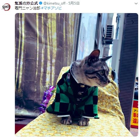 铲屎官你看我帅吗？《猫咪Cosplay动漫角色》太萌啦快来撸猫啊！