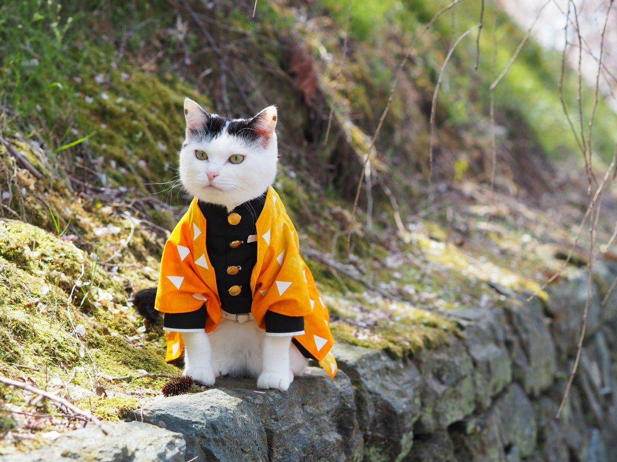 铲屎官你看我帅吗？《猫咪Cosplay动漫角色》太萌啦快来撸猫啊！