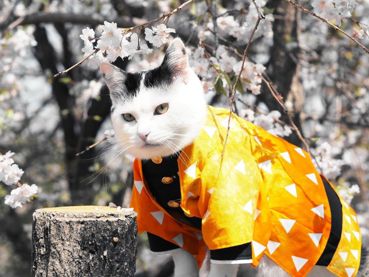 铲屎官你看我帅吗？《猫咪Cosplay动漫角色》太萌啦快来撸猫啊！