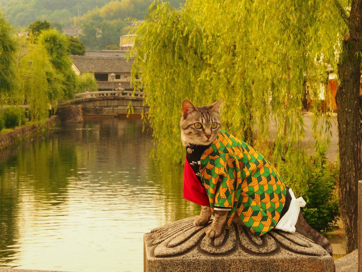 铲屎官你看我帅吗？《猫咪Cosplay动漫角色》太萌啦快来撸猫啊！