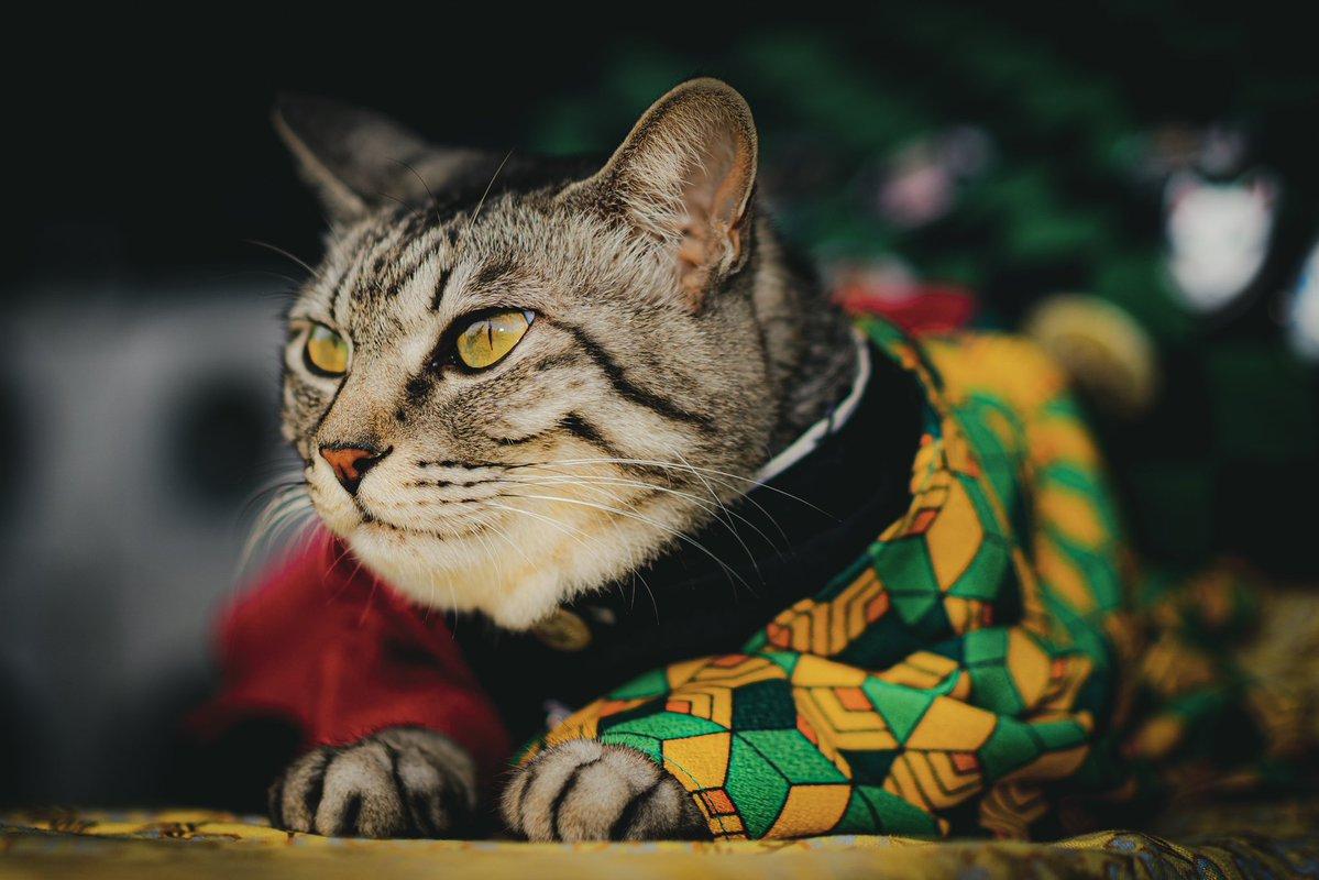 铲屎官你看我帅吗？《猫咪Cosplay动漫角色》太萌啦快来撸猫啊！