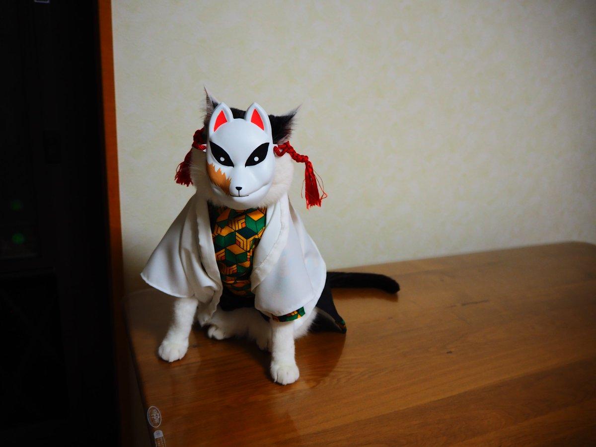 铲屎官你看我帅吗？《猫咪Cosplay动漫角色》太萌啦快来撸猫啊！