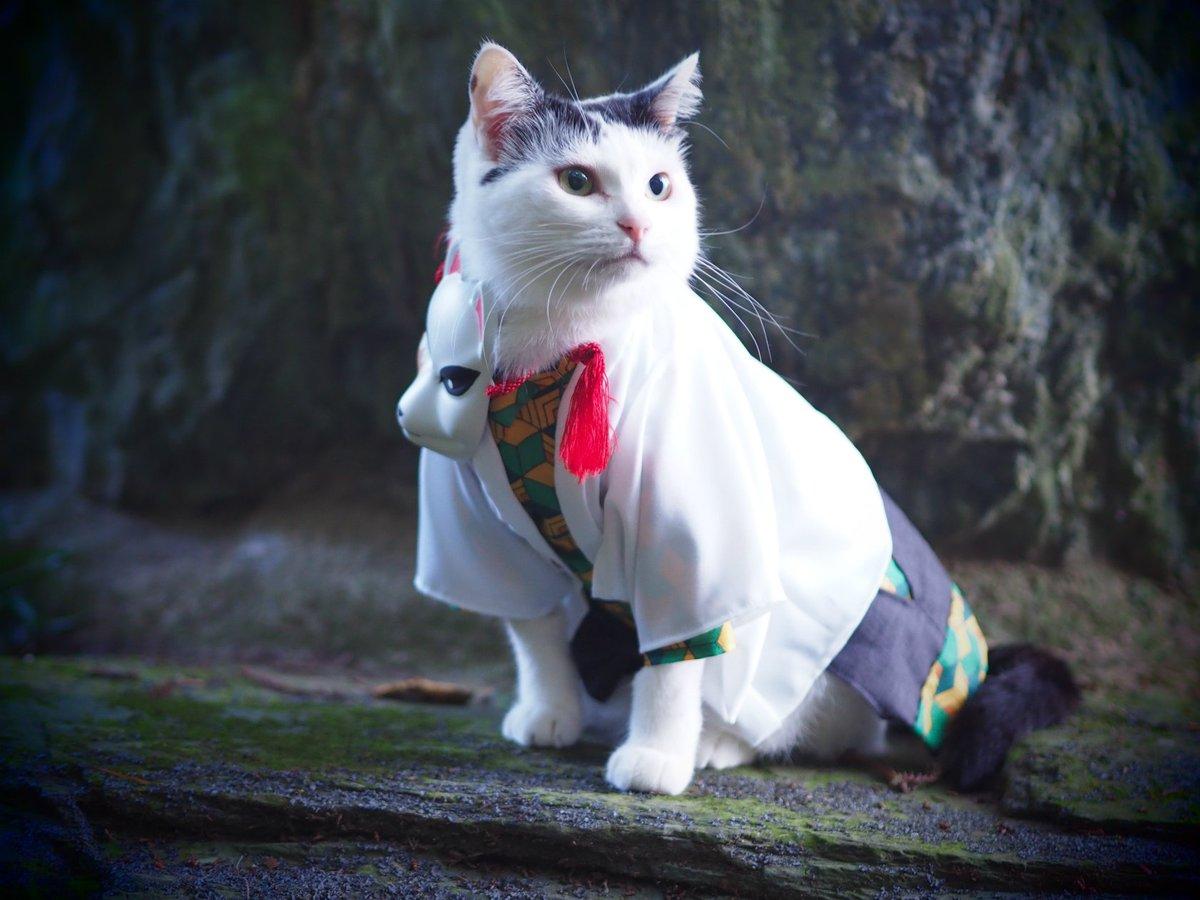 铲屎官你看我帅吗？《猫咪Cosplay动漫角色》太萌啦快来撸猫啊！
