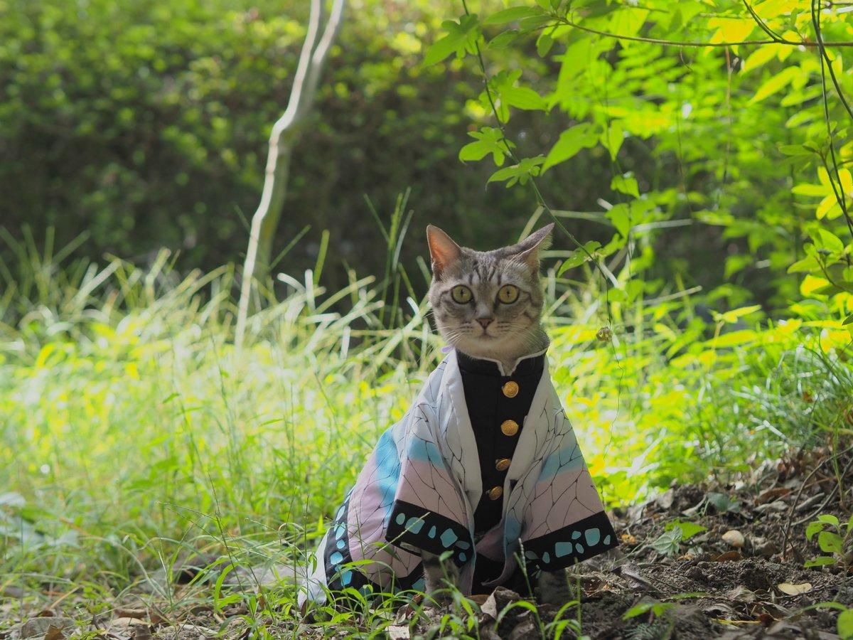 铲屎官你看我帅吗？《猫咪Cosplay动漫角色》太萌啦快来撸猫啊！