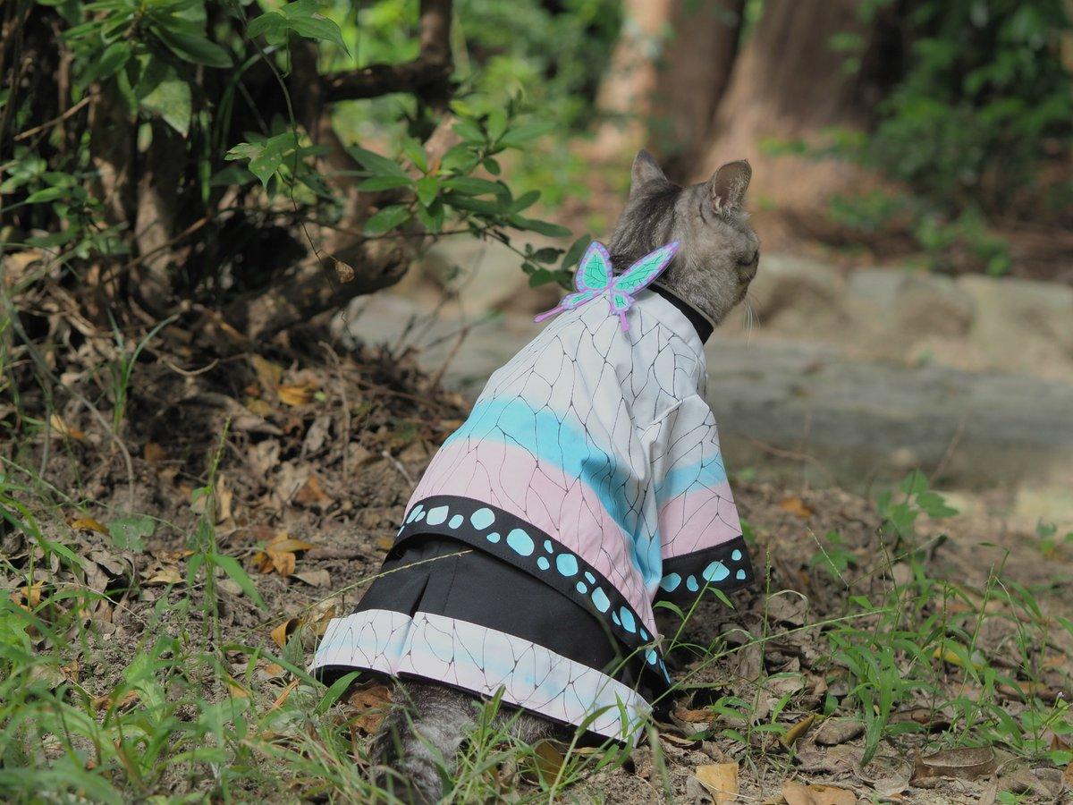 铲屎官你看我帅吗？《猫咪Cosplay动漫角色》太萌啦快来撸猫啊！