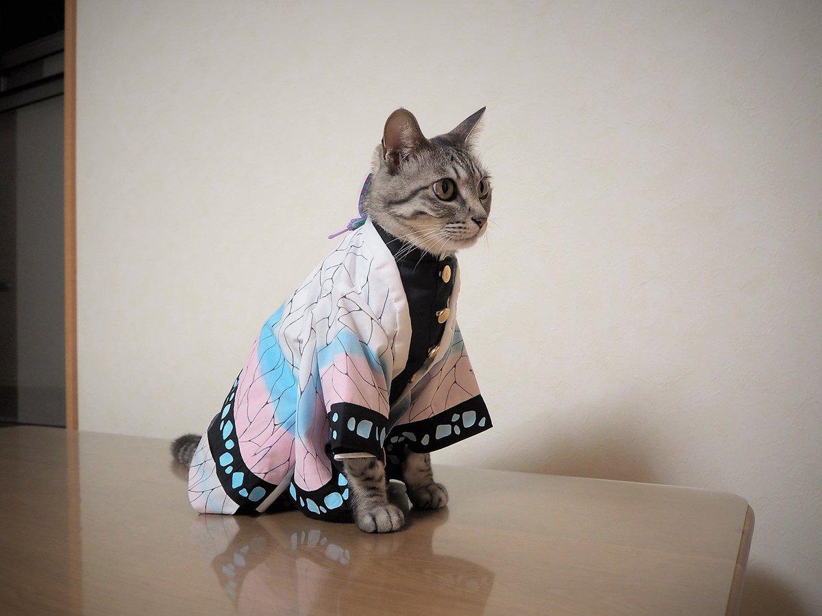 铲屎官你看我帅吗？《猫咪Cosplay动漫角色》太萌啦快来撸猫啊！