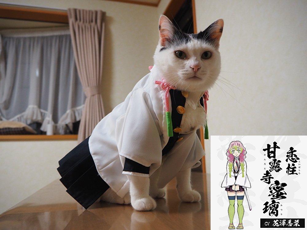 铲屎官你看我帅吗？《猫咪Cosplay动漫角色》太萌啦快来撸猫啊！