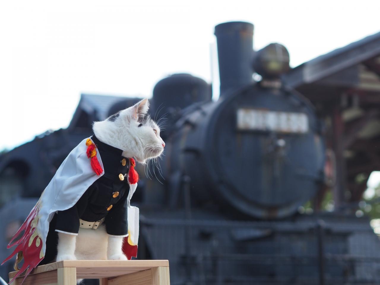 铲屎官你看我帅吗？《猫咪Cosplay动漫角色》太萌啦快来撸猫啊！