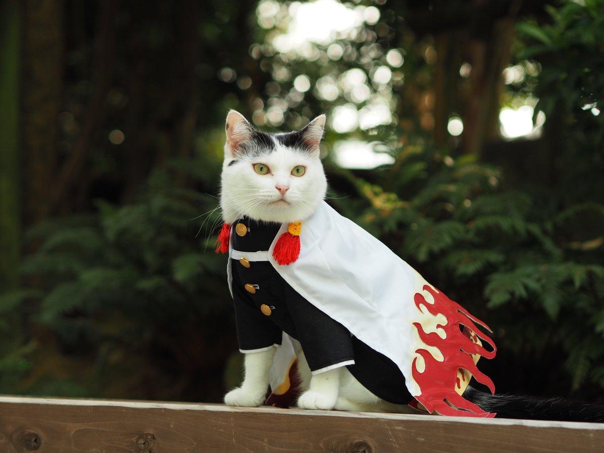 铲屎官你看我帅吗？《猫咪Cosplay动漫角色》太萌啦快来撸猫啊！